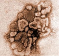 The A/H1N1 Virus